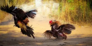 Đá gà Thomo EE88 – Thánh địa của dân đá gà chuyên nghiệp
